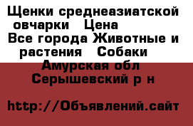 Щенки среднеазиатской овчарки › Цена ­ 20 000 - Все города Животные и растения » Собаки   . Амурская обл.,Серышевский р-н